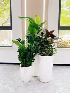 探寻前湾花卉出租方案，领略花卉出租魅力